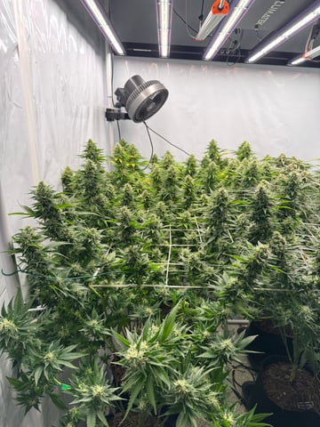 Permanent Marker, Gary Payton — flower, day 41