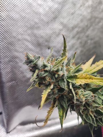 🍁Segunda Hornada — auto, day 3