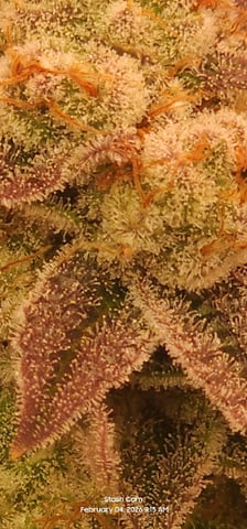 Punch Mints Female Pheno #2 Clone(s) — harvest, day 302