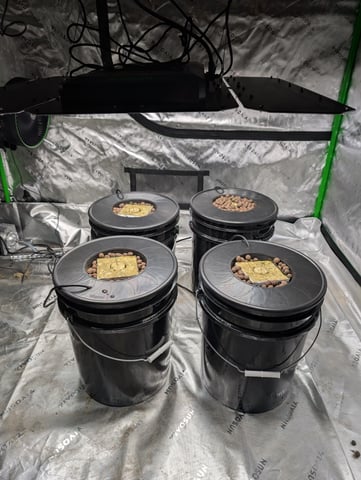 Acapulco Gold  — seedling_rooting, day 8