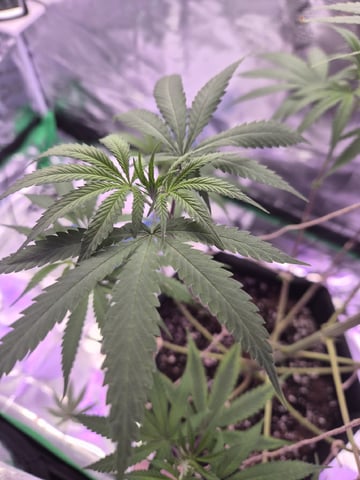 Kalini Asia Auto  — vegetative, day 13