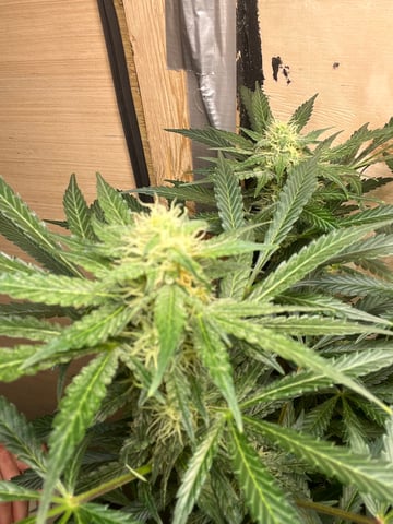 CMA  — flower, day 67