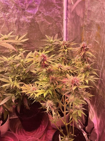 Milky Way F1 (2nd Try)  — flower, day 60