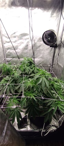 Skunk #1 — vegetative, day 68