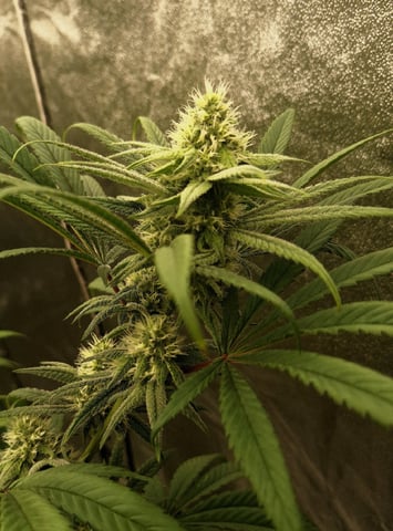 Experimental DIY Run — flower, day 7