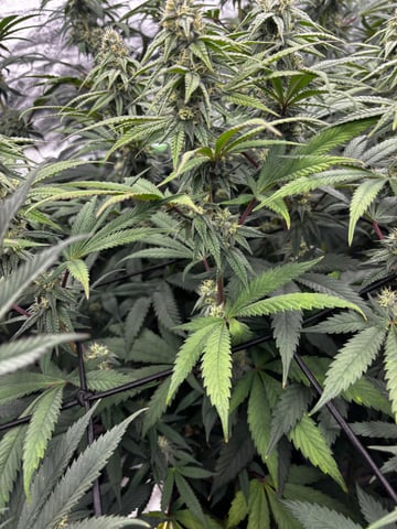 Pink Passion Fruit — flower, day 82