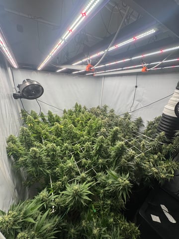 Permanent Marker, Gary Payton — flower, day 50