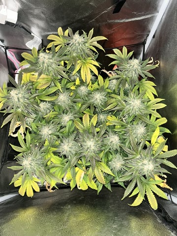 cosmic drip — flower, day 1