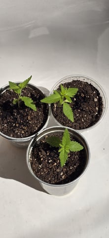 CzechsMex 2.0 — vegetative, day 22