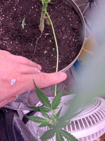 Queen B  — flower, day 51