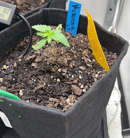 Midsummer Outdoor — vegetative, day 8