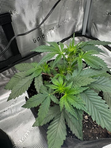 Grow Number 2 — flower, day 26