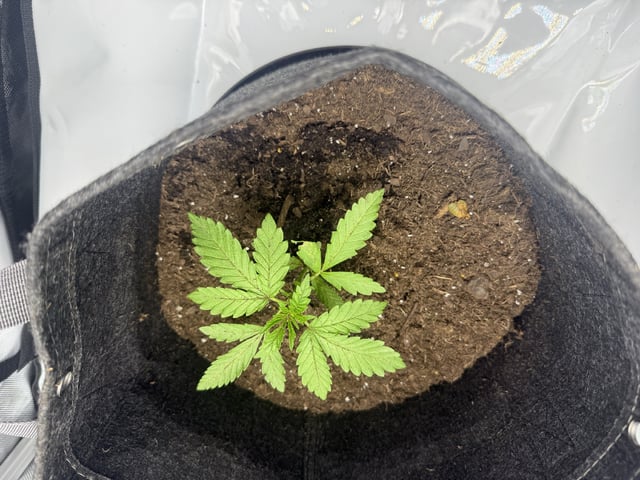 Random Seed — vegetative, day 13