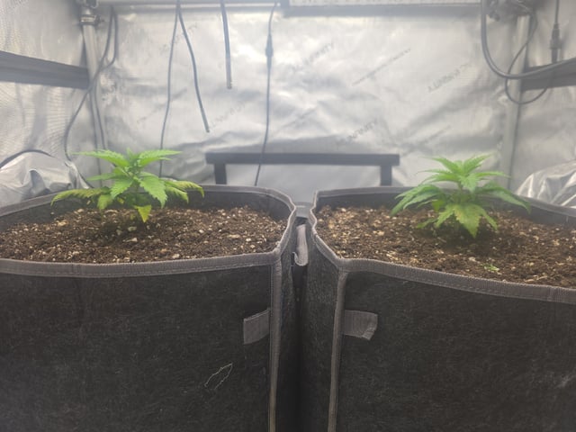lilac diesel Rbx2 — vegetative, day 28