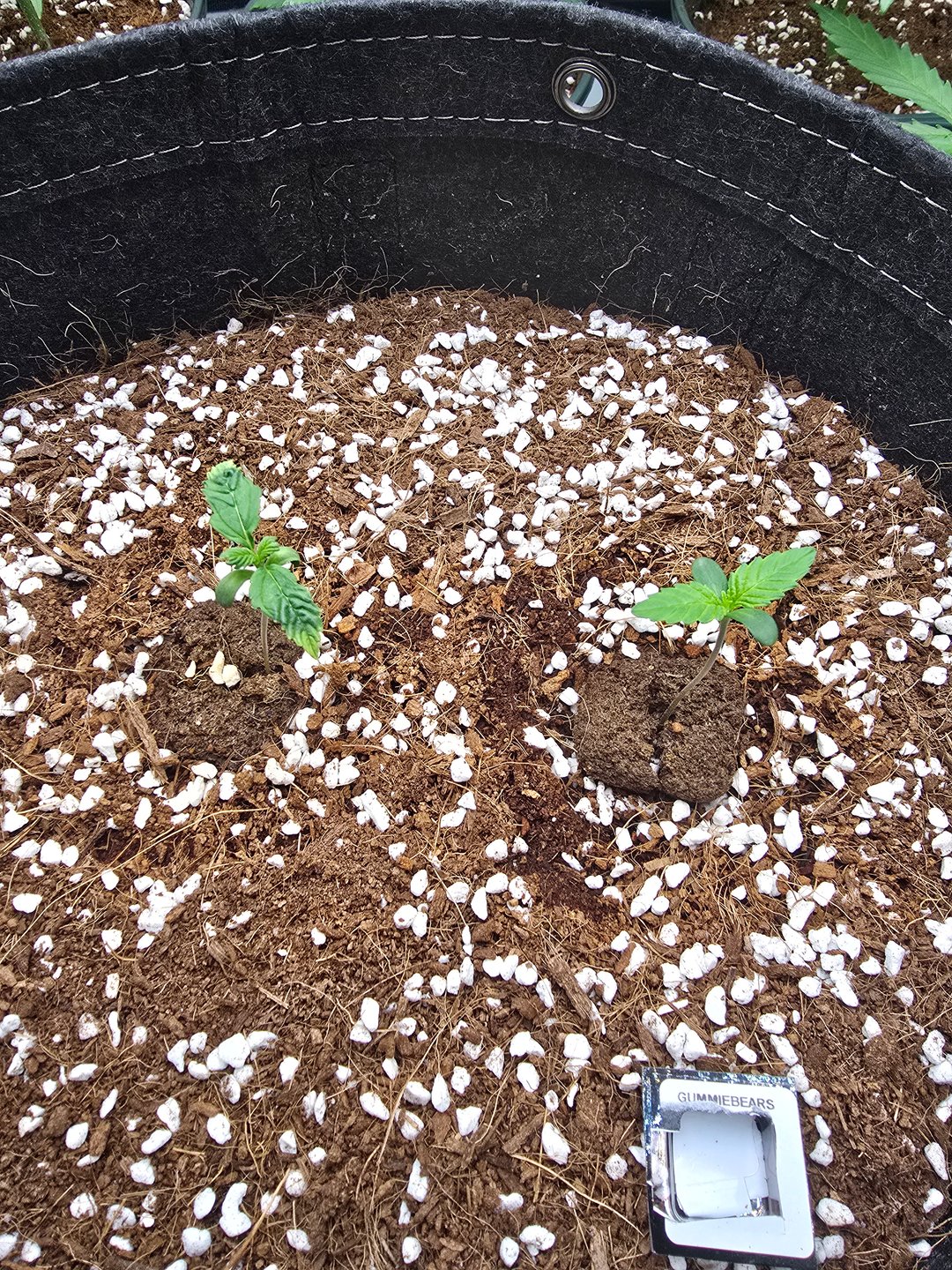 Gummies Bear & Blackberry Auto