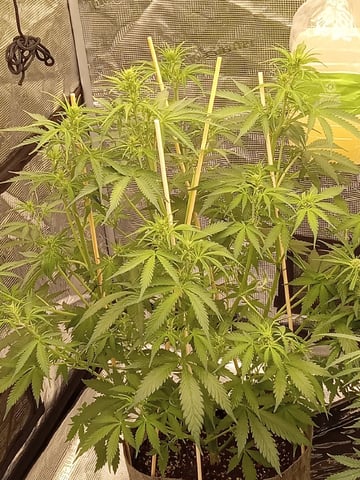   and one L.a kush cake . — flower, day 91
