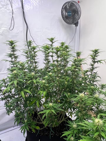 Indoor Grow  — flower, day 68