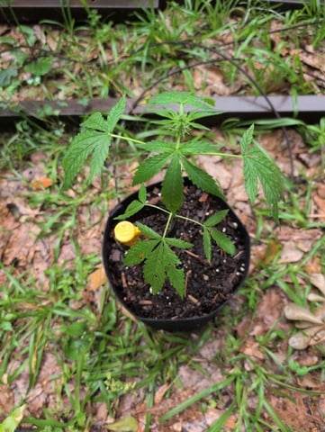 Country Boy — vegetative, day 27