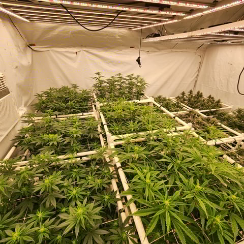 true genetics  — flower, day 67