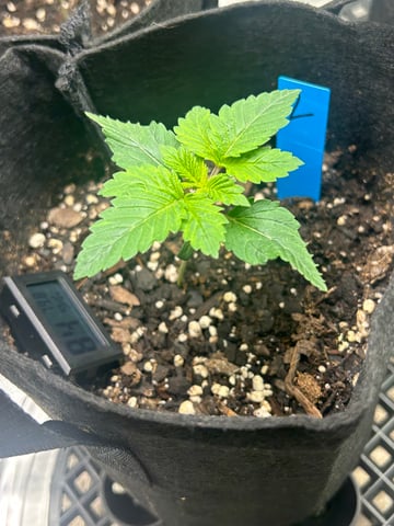 lil blue — seedling_rooting, day 7