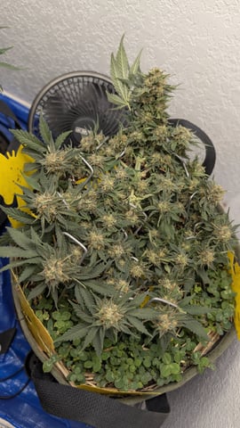 Double Smile And (Alien Vs Triangle X Strawberry Nuggets) — flower, day 62
