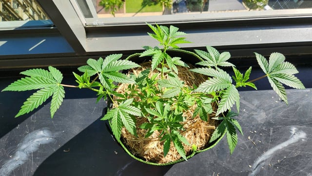 Royal Highness — vegetative, day 43