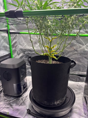 Fall 2025 Grow — vegetative, day 44