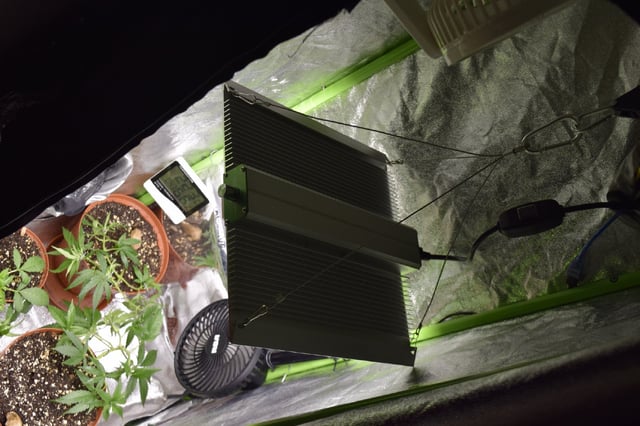 cultivo #3 — vegetative, day 3