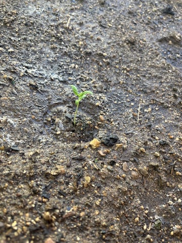 2 Auto 1 Mystery Photo — seedling_rooting, day 36