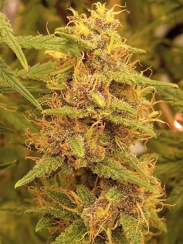,1 London Pound,1,,,,banana Purple punch,,1gorilla Cookies ,frostbanger 