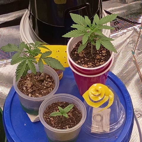 TentPlantLightFan — vegetative, day 39