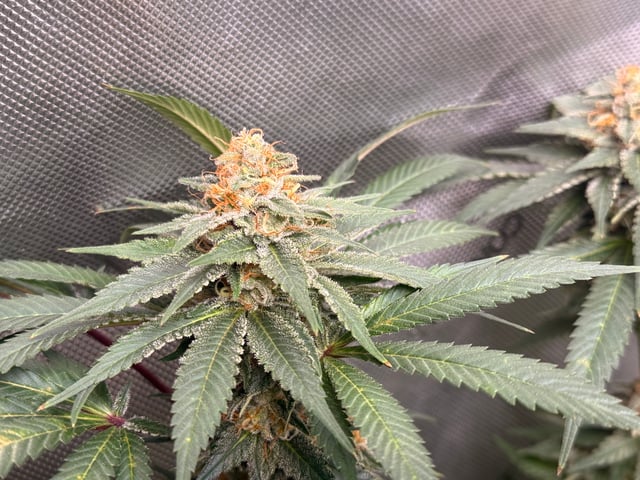 boom420 — flower, day 81