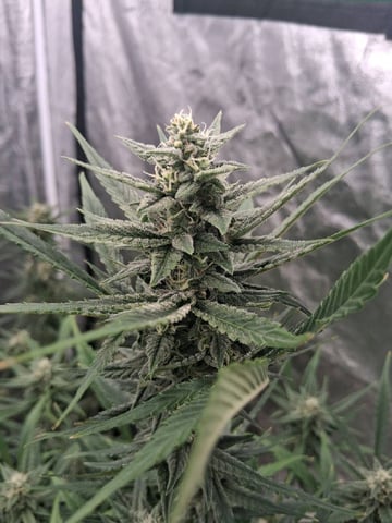 first auto grow — flower, day 66