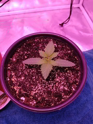 CountryG  — seedling_rooting, day 18