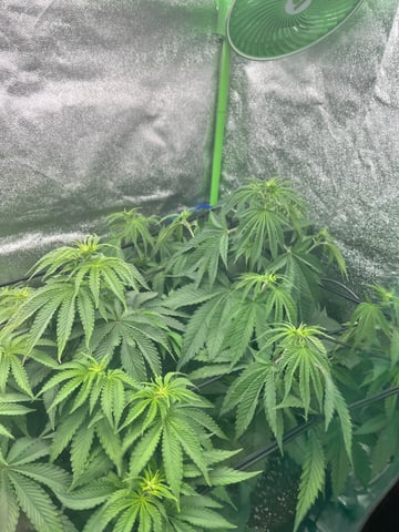 My First Four — flower, day 60