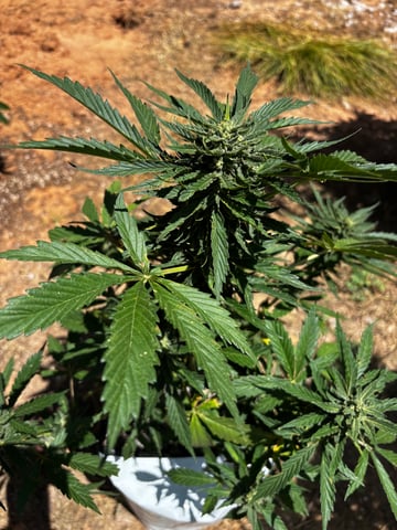 Autoflowers — flower, day 53