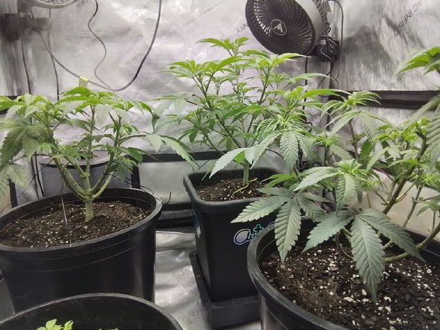 grow 1 — flower, day 57