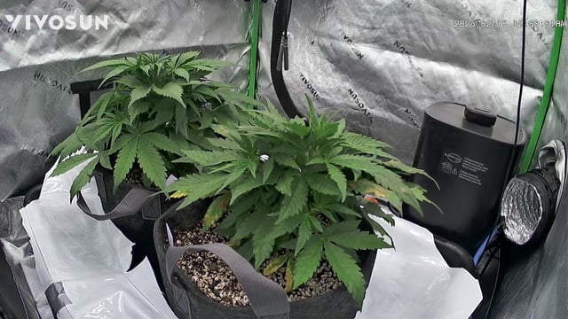 Ztrawberriez (Auto) 2026 - 1 — vegetative, day 34
