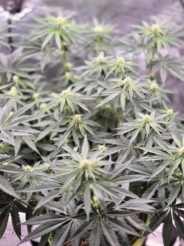  1 Blue Zushi x Venom & 1 Jack Here x Strawberry Cookies OG — flower, day 64