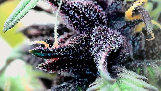 Moving On — flower, day 33