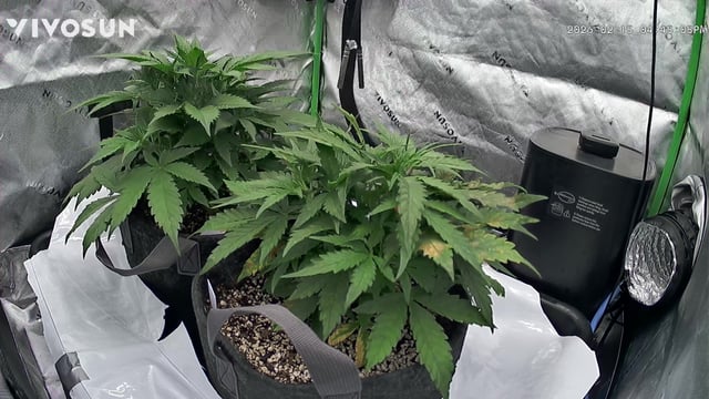 Ztrawberriez (Auto) 2026 - 1 — vegetative, day 35