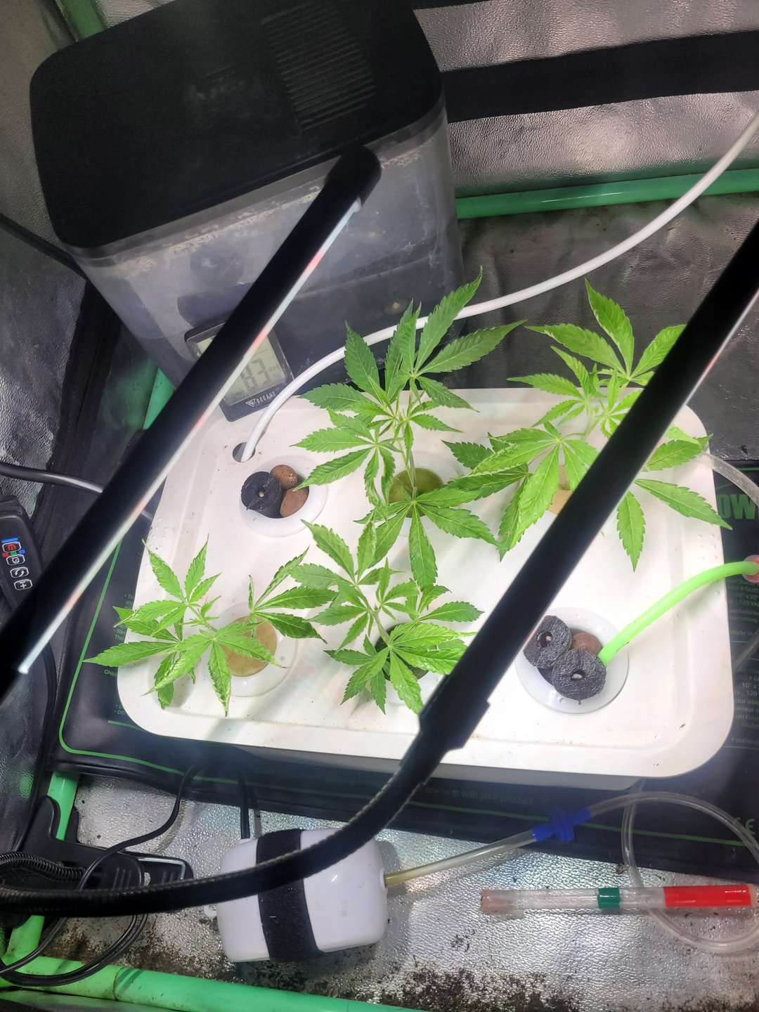 Clones And Hermie Seeds