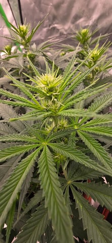 Smooth Nuggies (the future #1 & Pruple widow ) — flower, day 10