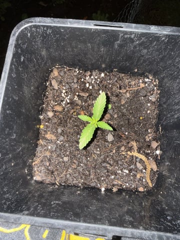 Random Seed — grow_setup, day 4
