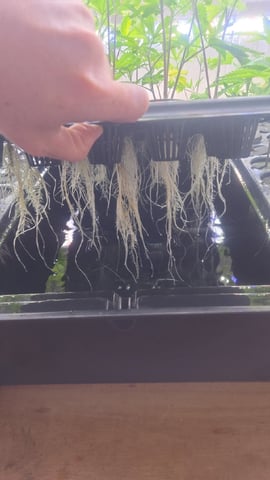 Dwc  — seedling_rooting, day 2