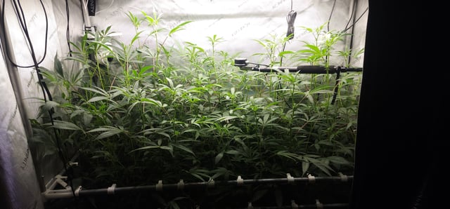 Prepare the clones! — flower, day 30