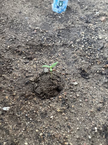 Fast Buds Auto  — seedling_rooting, day 10
