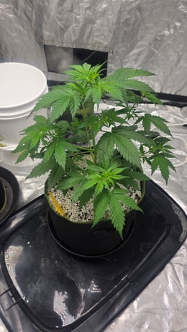 Beginner - My first grow has been an incredible experience so far! — vegetative, day 37