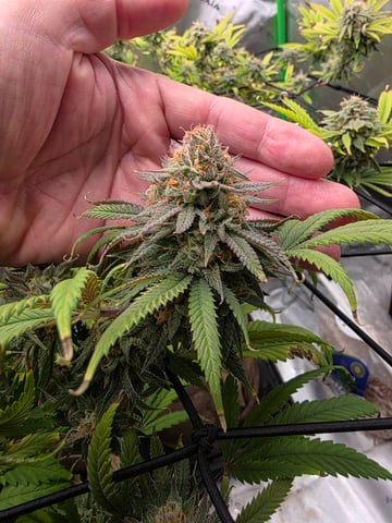 First Grow — flower, day 118