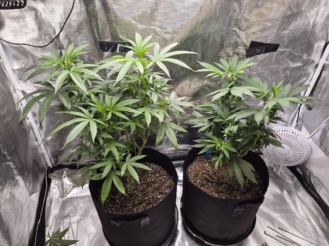 4th Grow — vegetative, day 66